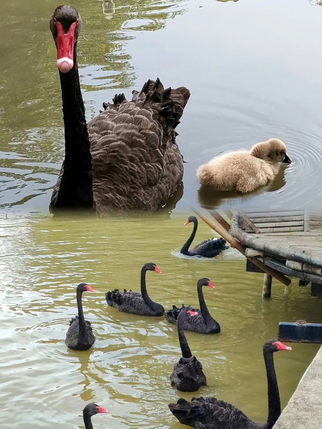 廣州南沙原生態竹子打造的水鳥世界生態園