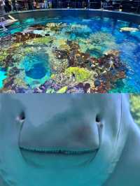 波士頓新英格蘭水族館體驗