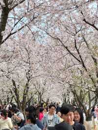So Many Cherry Blossoms at Long Museum 🌸