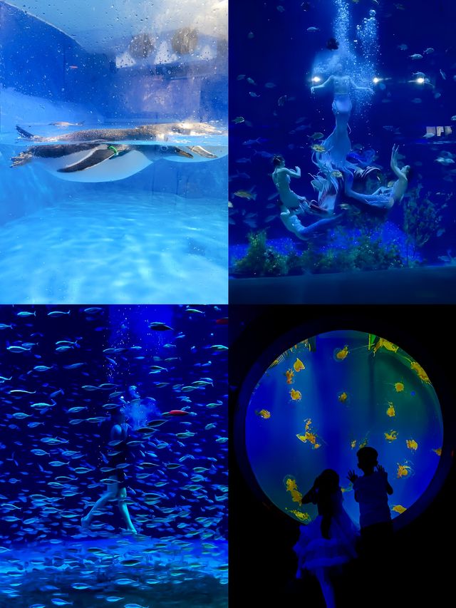 漢海海洋公園又添新耍事，快來和羊咩咩度假