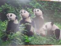 來南京城北萬象匯Rua 一下Panda大熊貓
