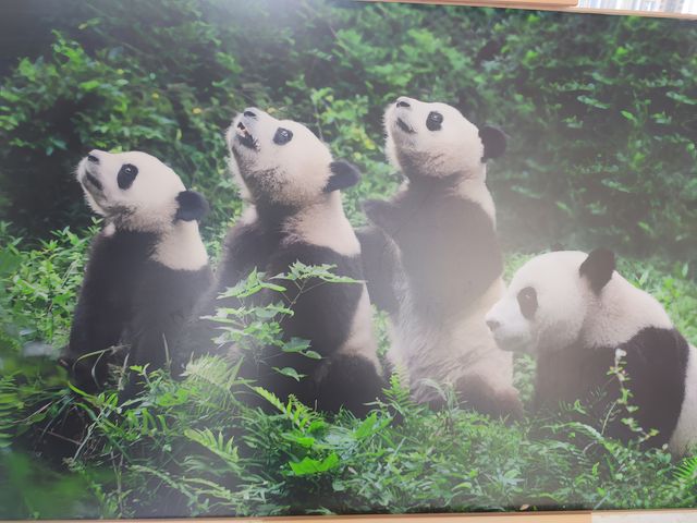來南京城北萬象匯Rua 一下Panda大熊貓
