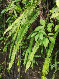 瓊中百花嶺爬山好去處