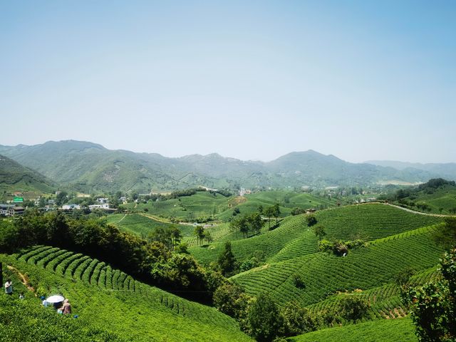 逃離鄭州，去茶村吸氧