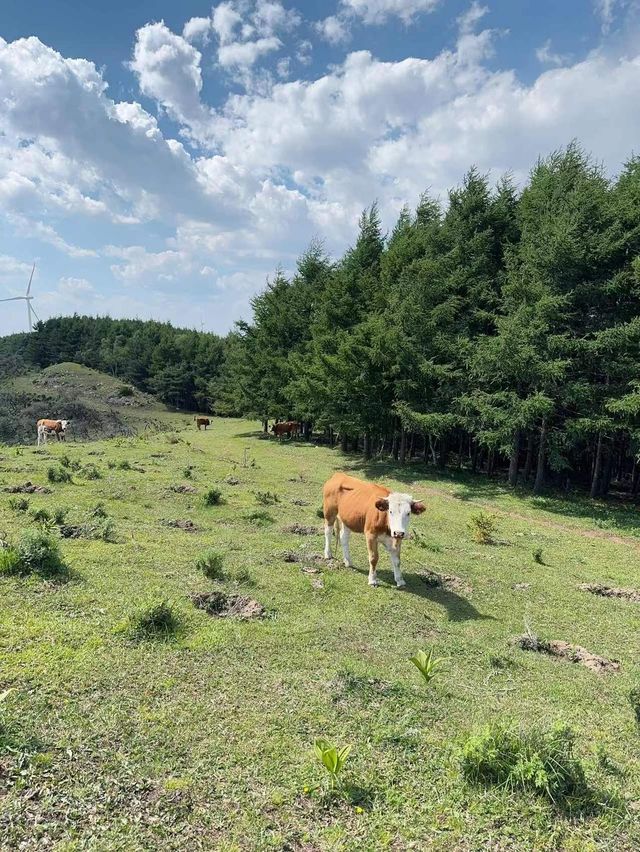 山西婁煩縣皇姑山