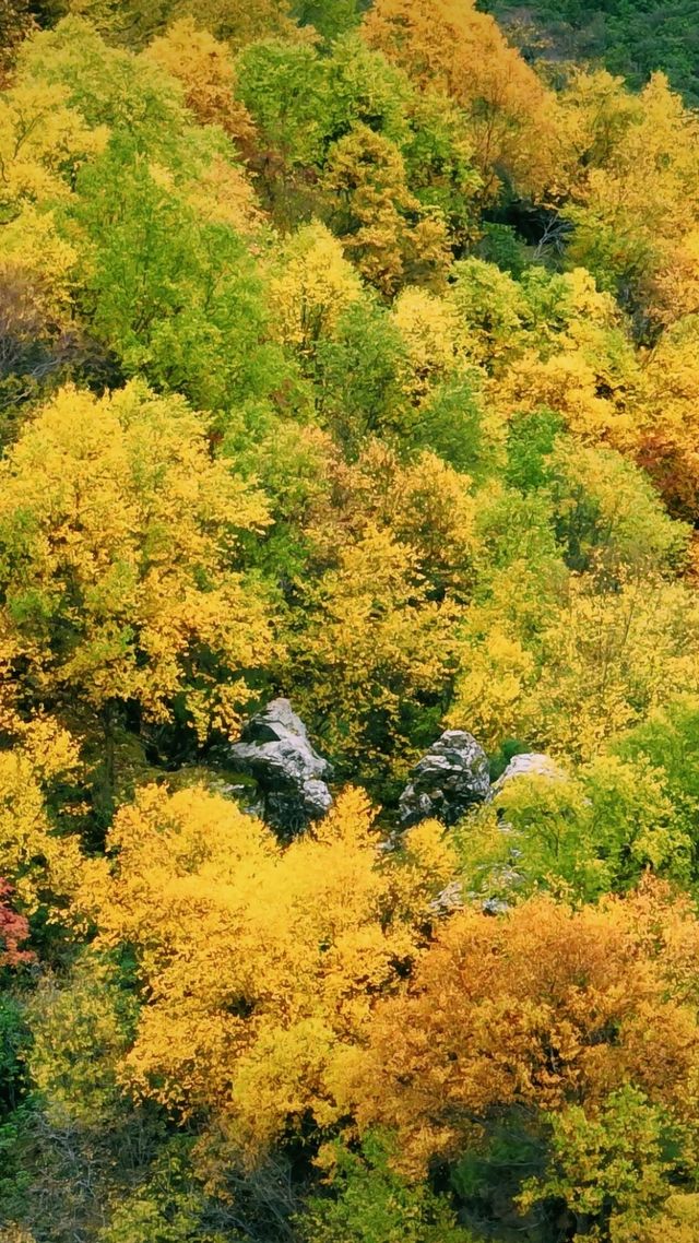山河已秋｜祁連山冰溝河景區。