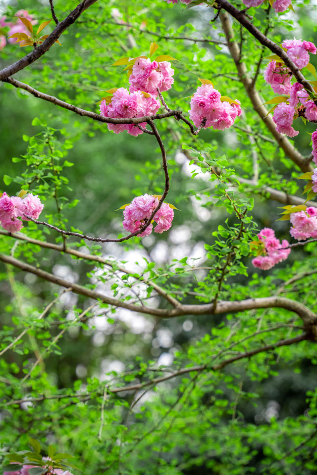 不止有櫻花，武漢這個寶藏公園真的很好拍！。