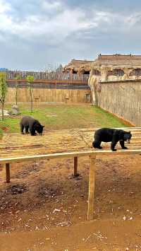 長隆分隆江西 | 唯美動物世界親子遊樂聖地。