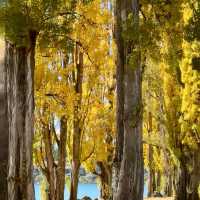 The Wanaka tree such a big and high rise trees 