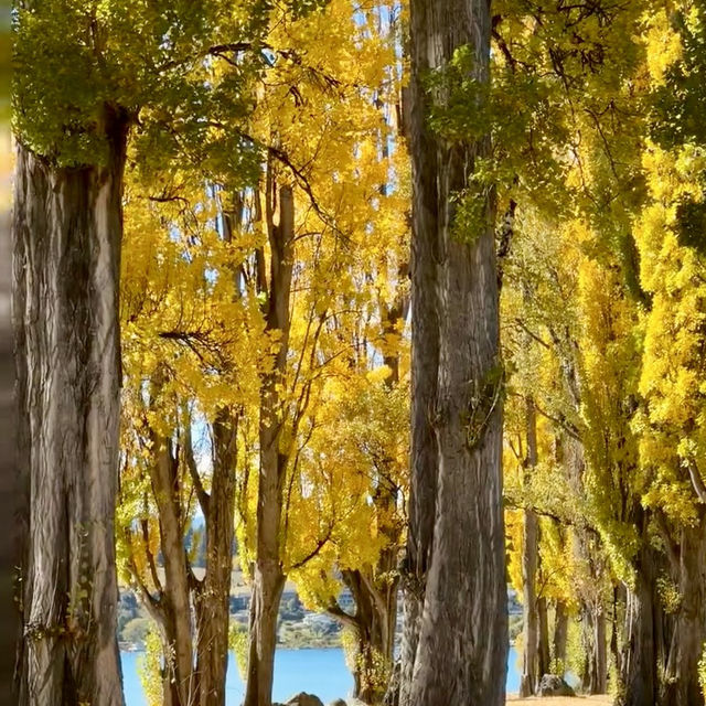 The Wanaka tree such a big and high rise trees 