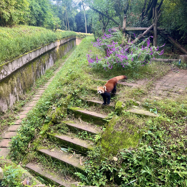 Chengdu :visit base of giant Panda.