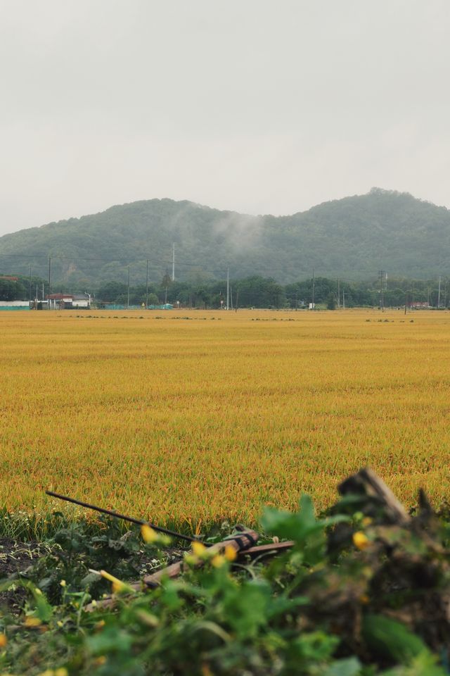 在松江天馬山下，於稻田中尋覓江南煙雨。