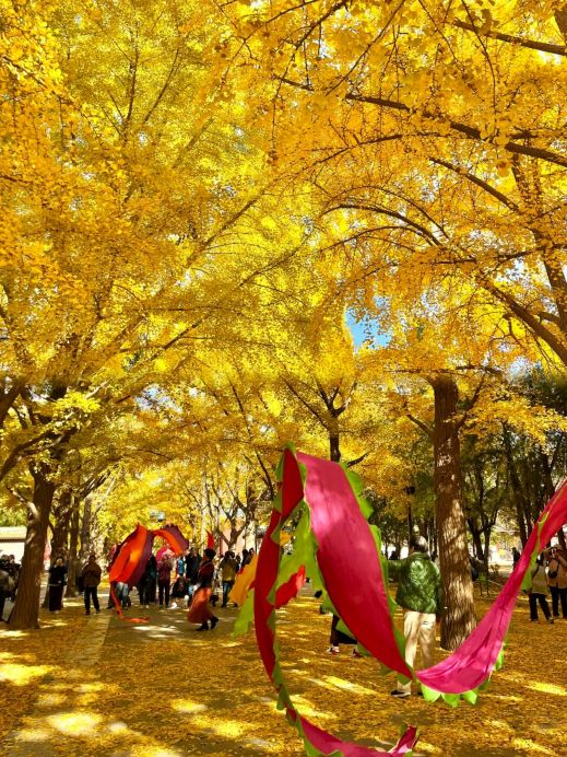 2026年 地壇公園の銀杏並木秋の風景おすすめ| Trip Moments