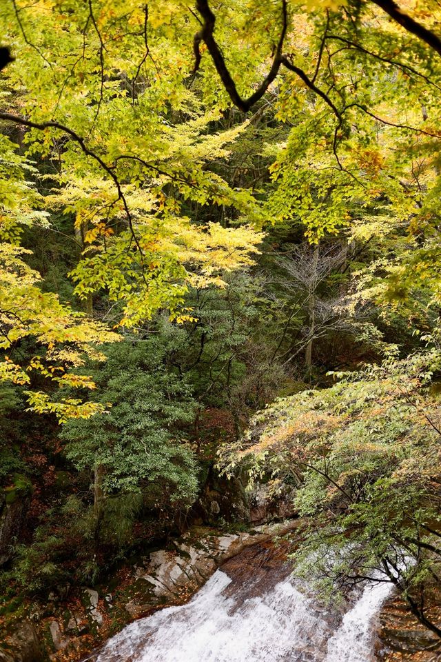 被秋天的光霧山美哭了！光霧山攻略。