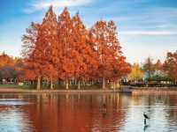 東京！12月的紅葉水杉森林！