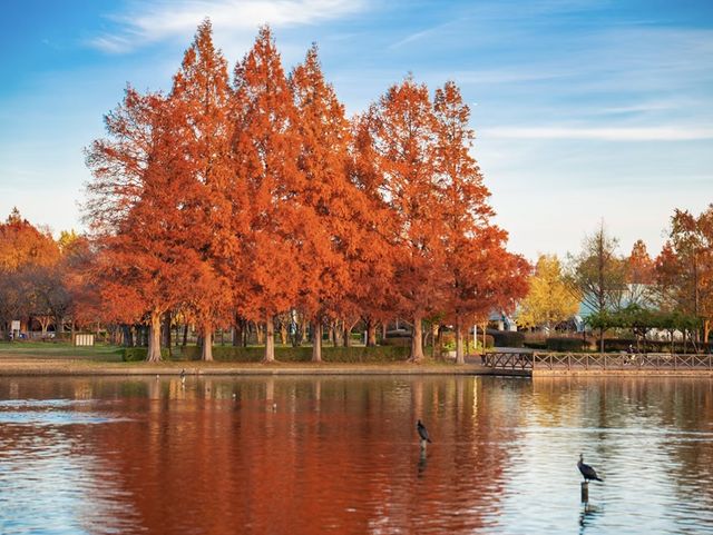 東京！12月的紅葉水杉森林！