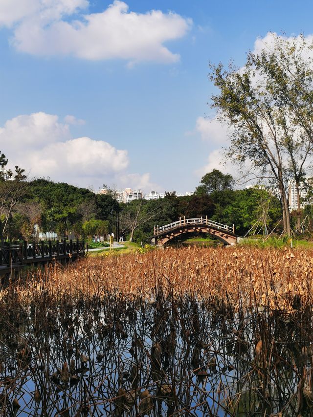 20度深秋的世紀公園美景。