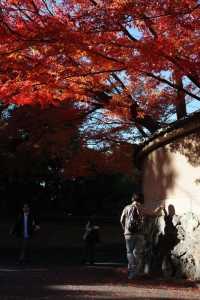 Kyoto To-ji Temple 