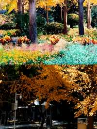 北京這個冷門公園銀杏真美爆。