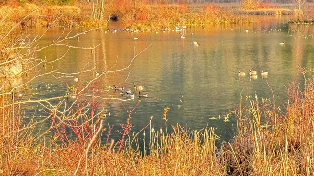 切姆湖濕地公園秋色。
