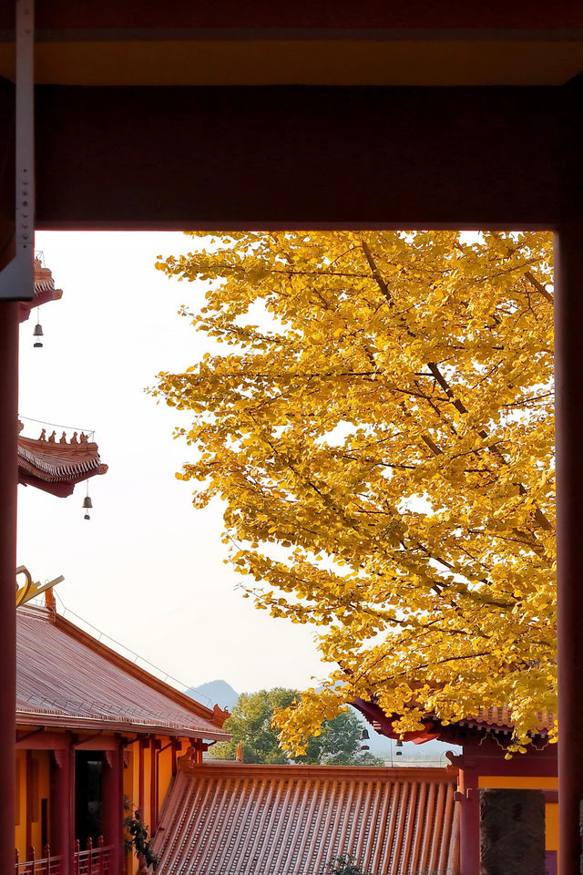 洗心禪寺初冬銀杏黃了 洗心禪寺初冬銀杏黃了