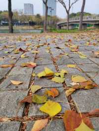遠香湖公園此刻已是深秋！！！