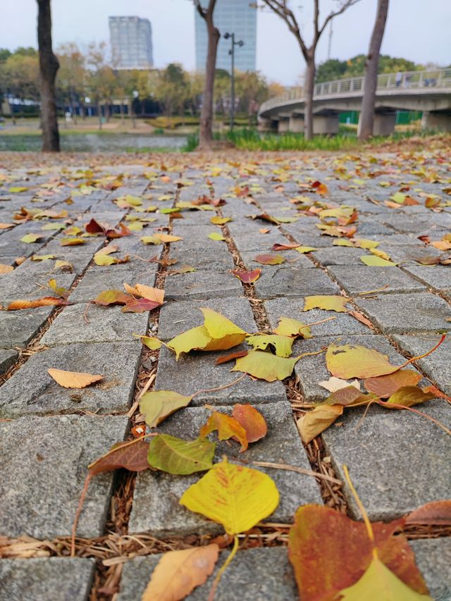遠香湖公園此刻已是深秋！！！