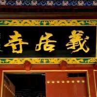 翠柏森林而可蔭，古槐鬱鬱而增榮