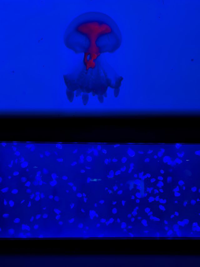 東方明珠下的海洋奇境：上海海洋水族館探秘