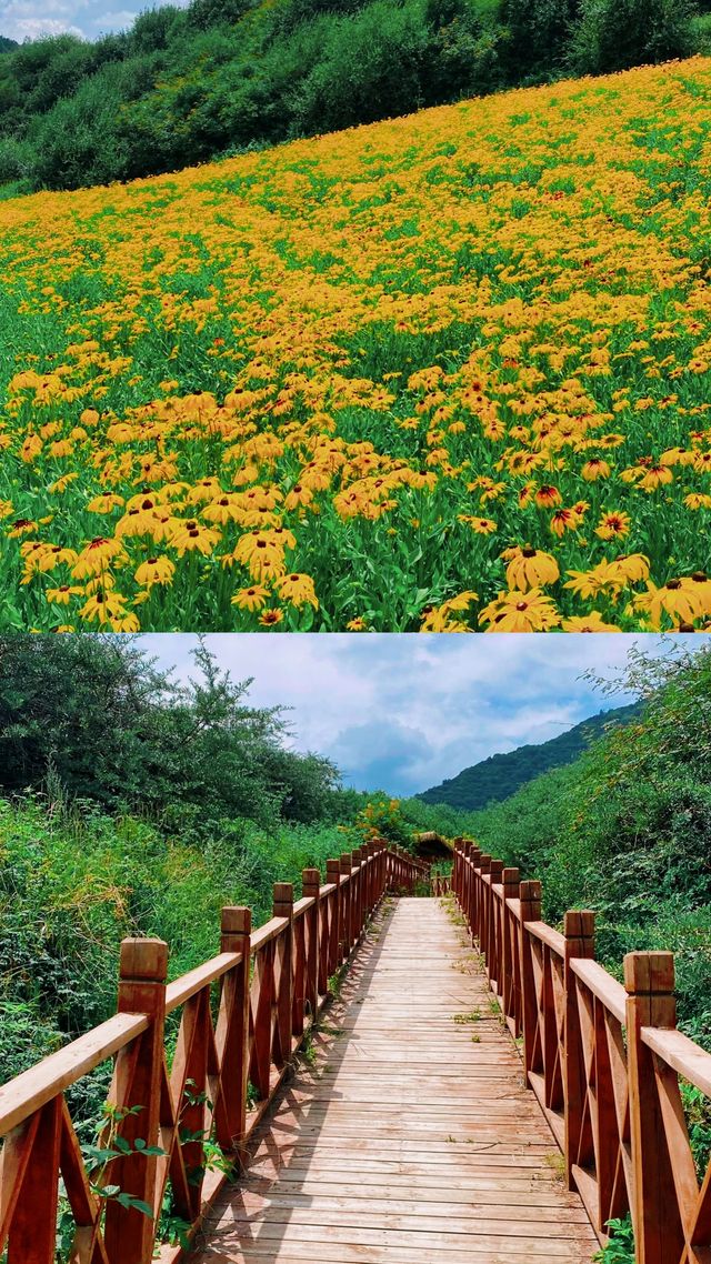大美青海七里寺花海。化名為夏天的綠。