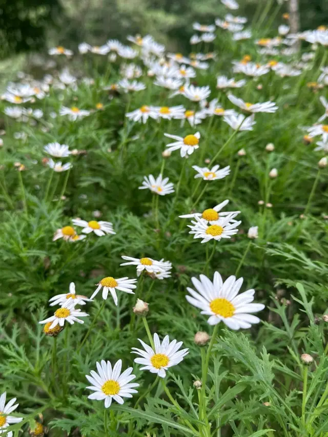 5 Days and 4 Nights in Kota Kinabalu, Sabah: The Ultimate Travel Guide!