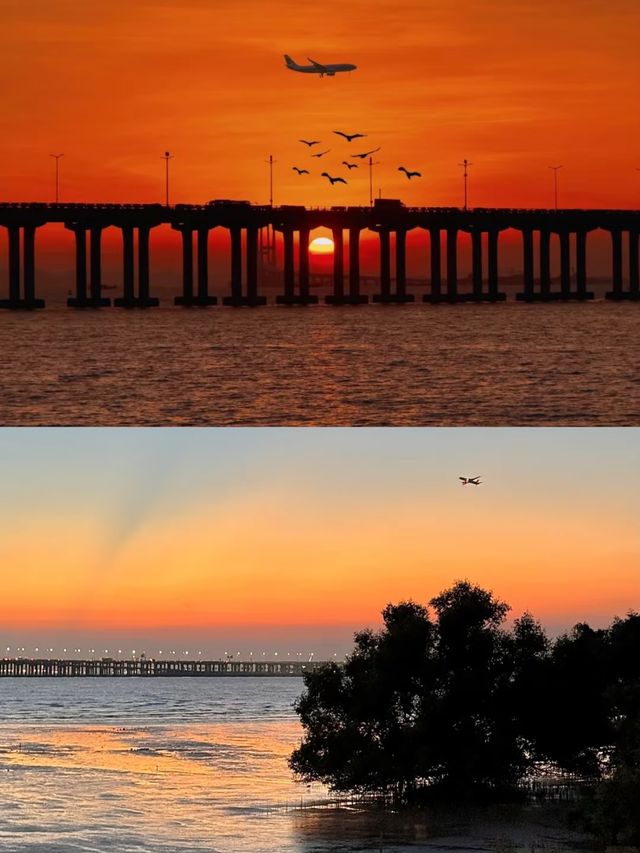 保護海岸，紅樹林是認真的