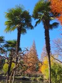 今年來晚了 紅園 可你還是那麼美