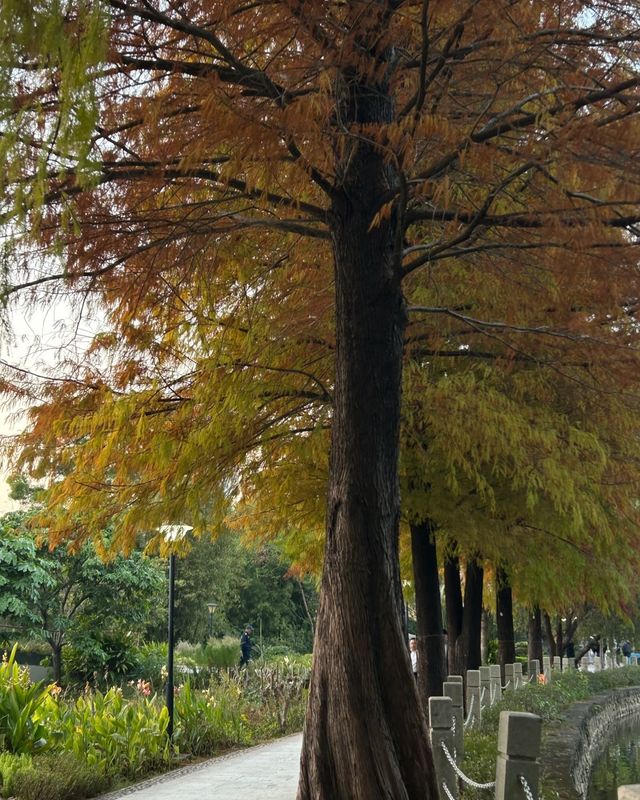 筆架山體育公園 | 落羽杉紅了！