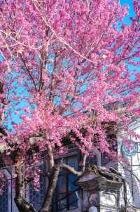 大理菜市場，冬櫻花爛大街