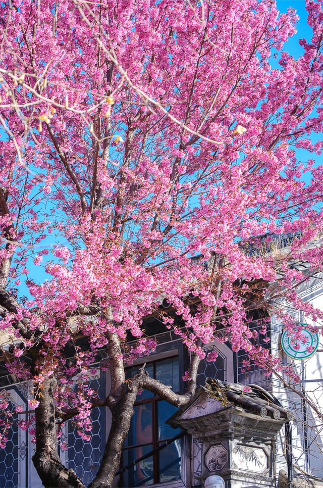 大理菜市場，冬櫻花爛大街