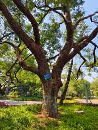 廣西北海市的中山公園