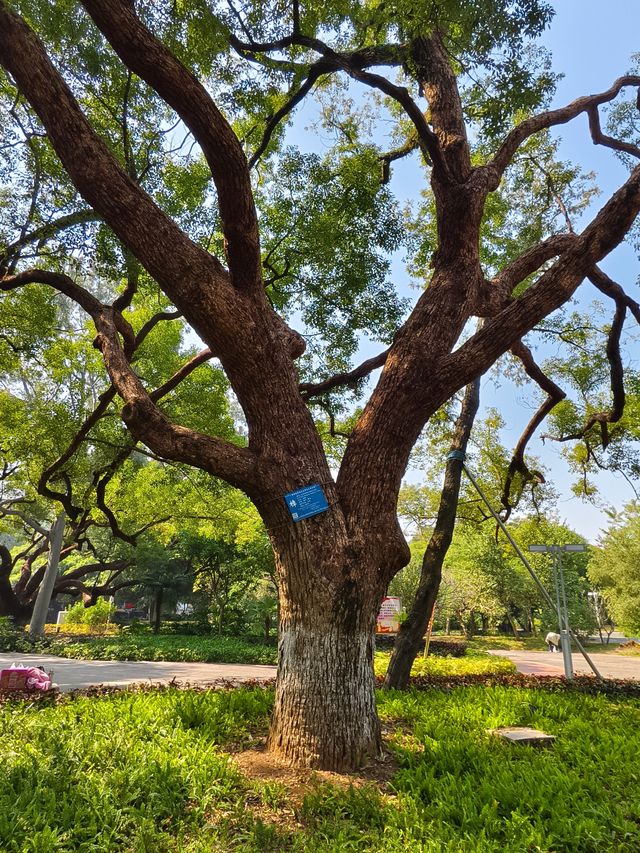 廣西北海市的中山公園