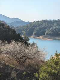 陸河南告水庫賞梅