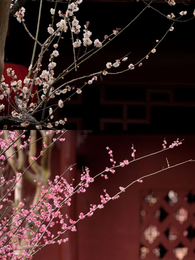 快去，罨畫池的梅花不多了