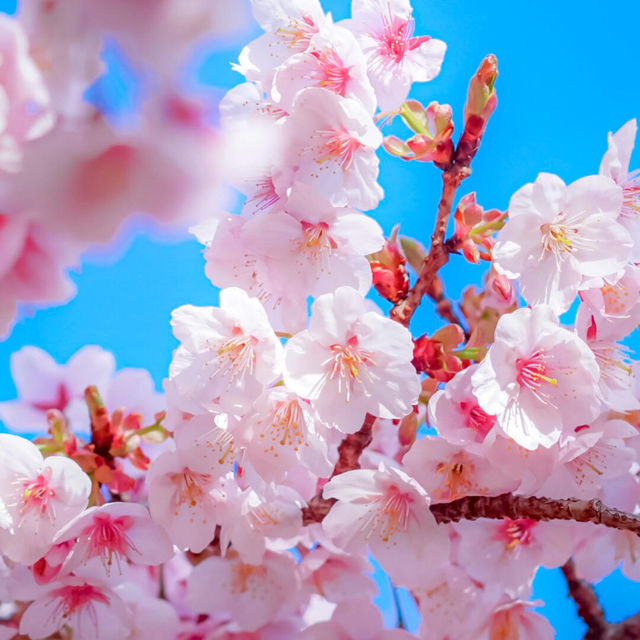 再過一個月🌸東京這5️⃣個地方將櫻花滿開！！