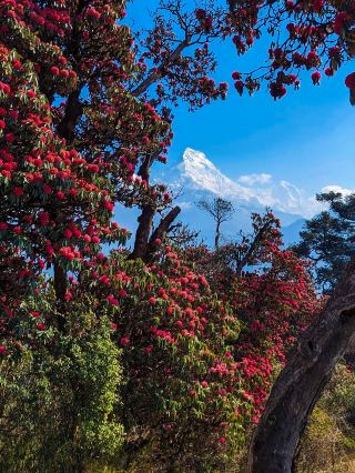 三月ABC徒步玩洒紅節觀高山杜鵑