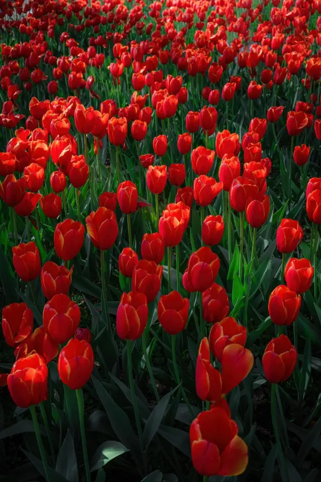 Tulip Viewing Guide | A Romantic Spring Date