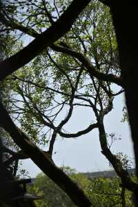 桂林西山公園的臘梅開啦 