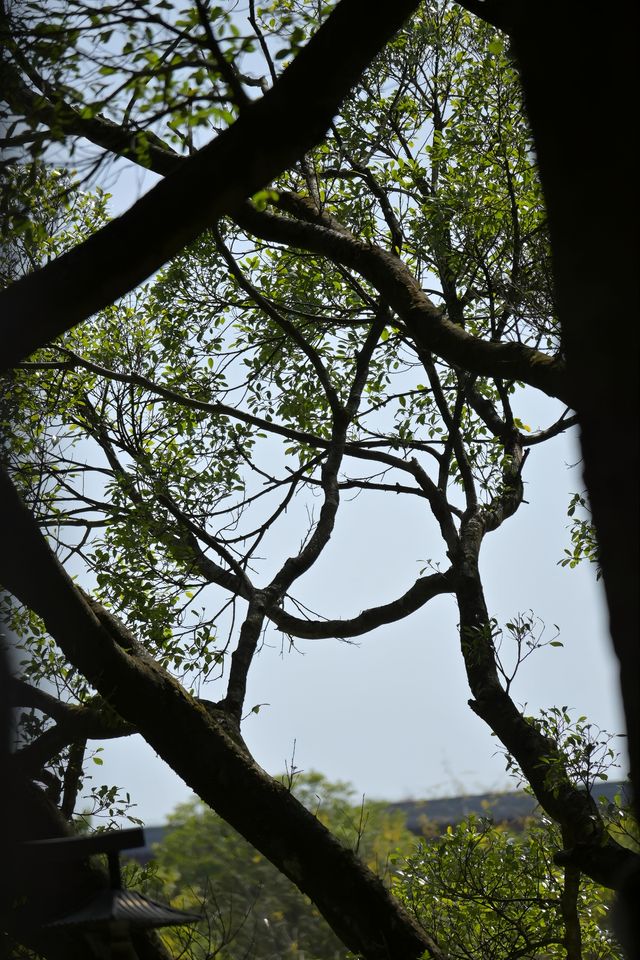 桂林西山公園的臘梅開啦 