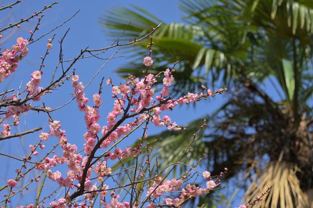 桂林西山公園的臘梅開啦 