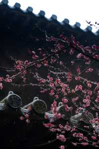 ⁰²¹⁵ 江南無所有，只是被淋了一身紅梅花瓣雨…