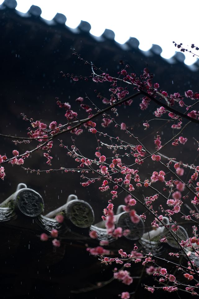 ⁰²¹⁵ 江南無所有，只是被淋了一身紅梅花瓣雨…
