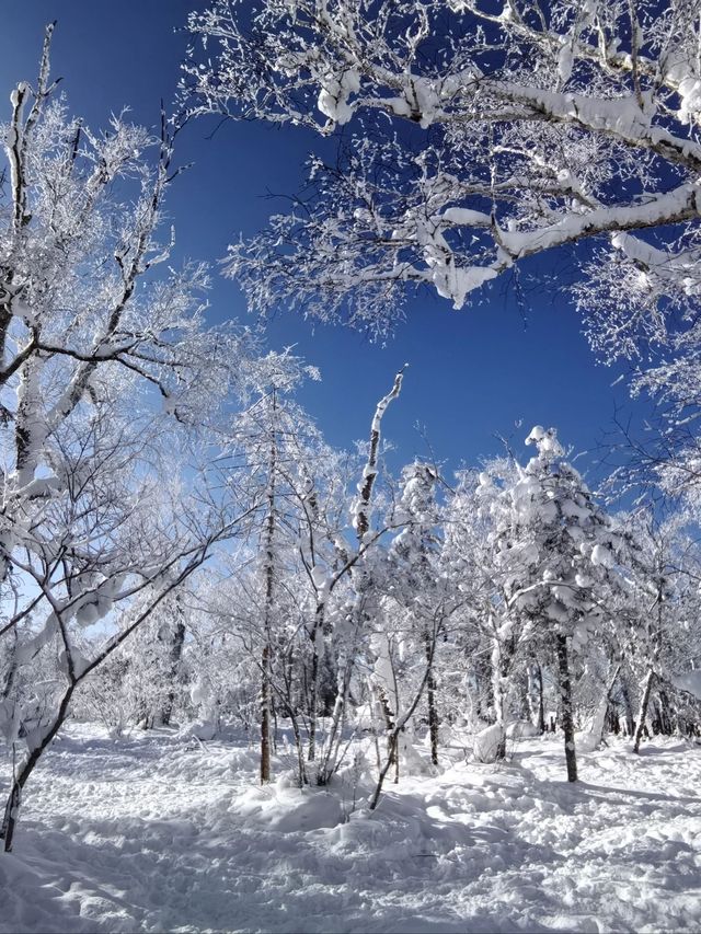 哈爾濱-雪鄉帶孩子滑雪超詳細攻略不看後悔