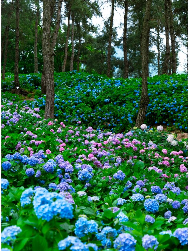 十堰秦巴植物園
